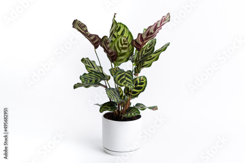 Calathea Makoyana in white ceramic pot with isolated white background. Calathea makoyana also known as peacock plant  is a species of plant belonging to the genus Calathea in the family Marantaceae.