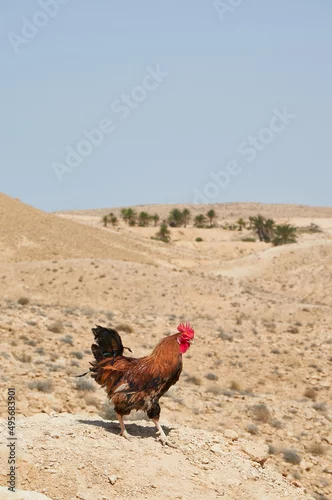 Fototapeta samoprzylepna Wakacje w egzotycznych krajach. Dumny kogut na pustyni.