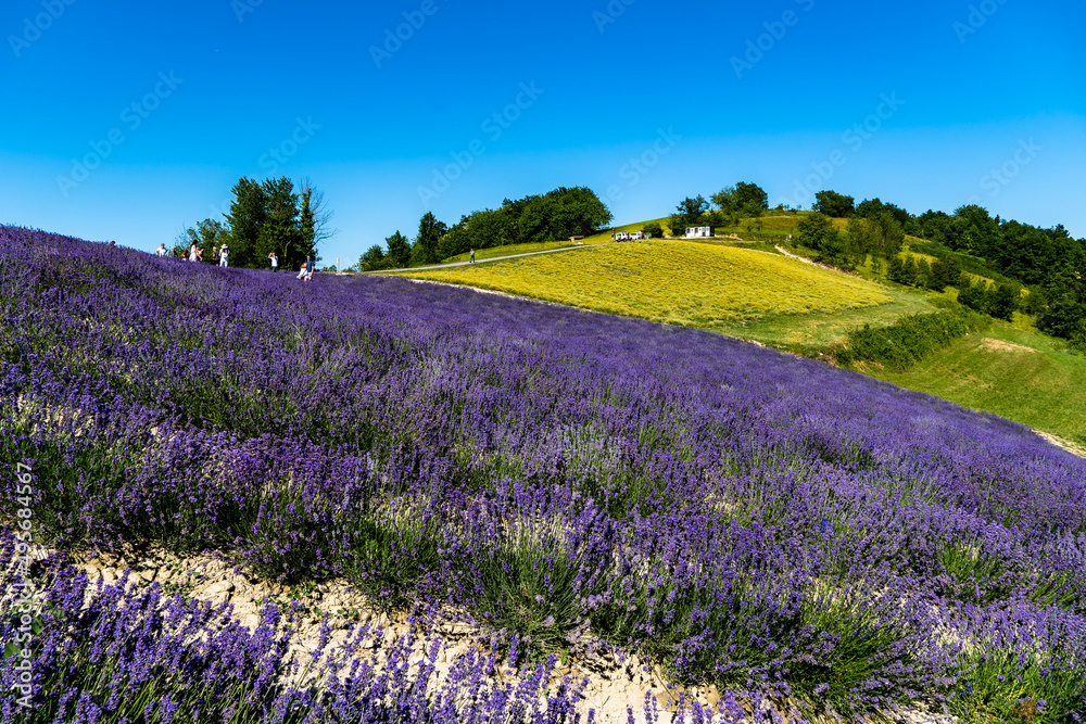 Naklejka premium Lavender field in Sale Langhe San Giovanni, Cuneo, Italy. Sale San Giovanni, village in Piedmont, called Little Provence for the blooming