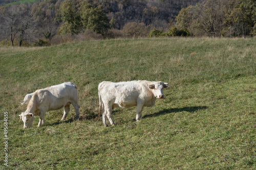 Cows grazing on pasture.White cow natural farm landscape