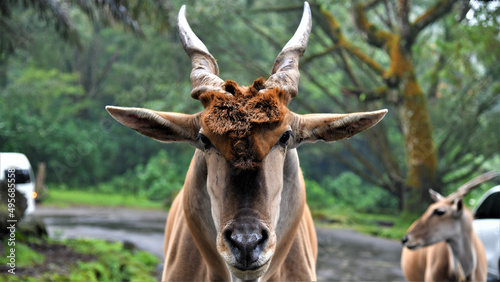 Closeup shot of a common eland head photo