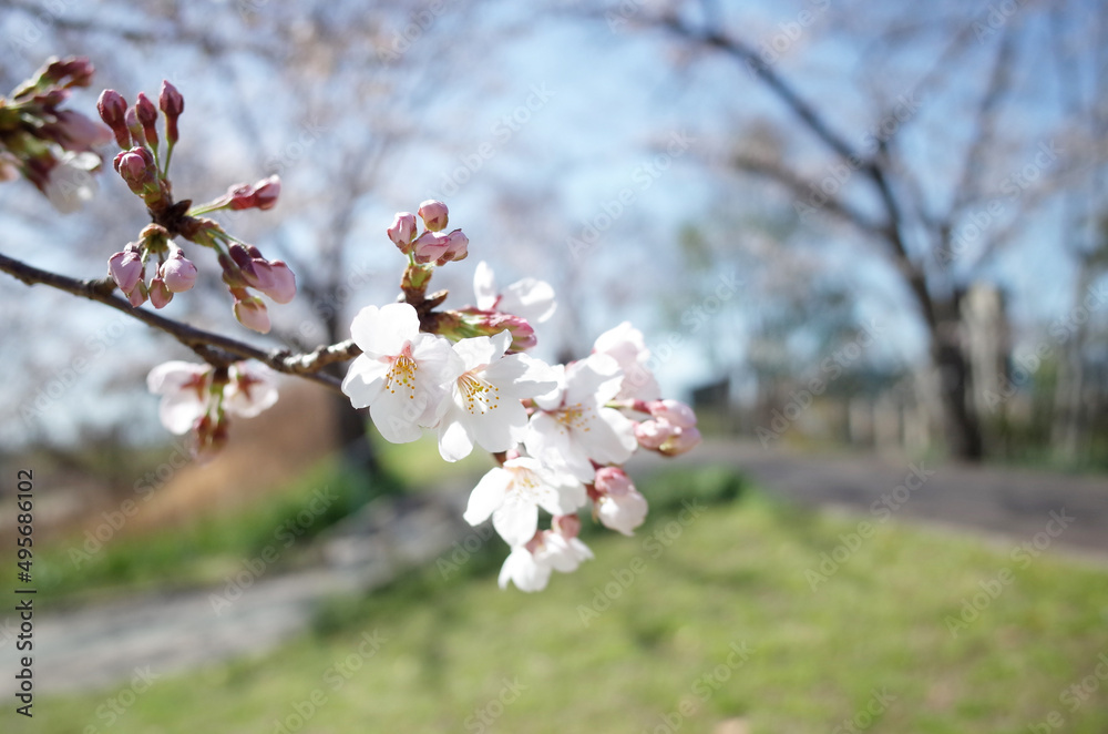 Fototapeta premium 青空の下、広場で花見