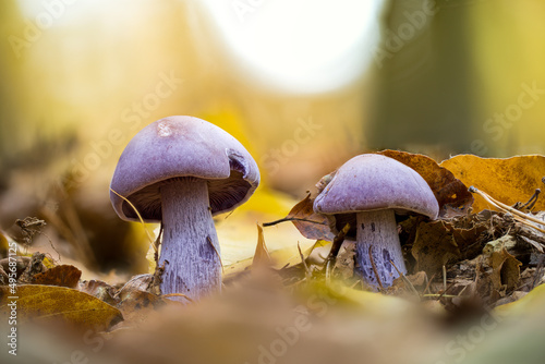 Vászonkép Closeup shot of Lepista nuda in a forest during the day