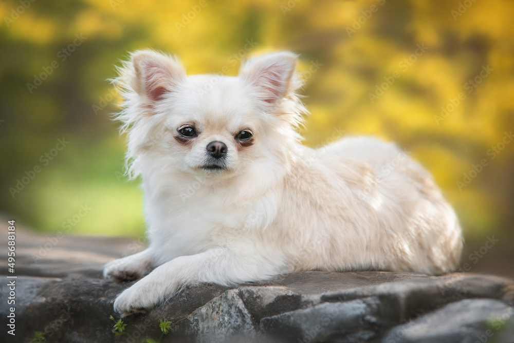 Close up photo of beautiful light yellow puppy of long haired chihuahua laying on a rock fence on the background of tiny yellow flowers