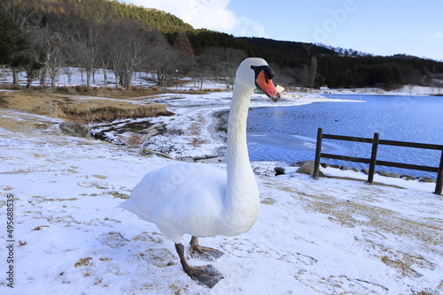 Fototapeta Naklejka Na Ścianę i Meble -  冬の湖の白鳥