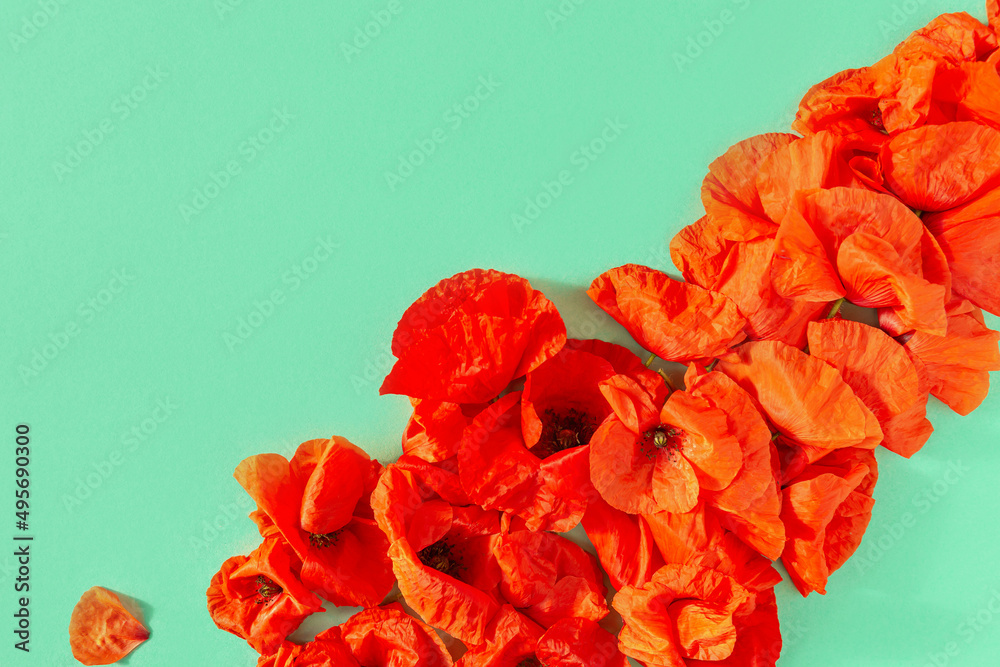 Creative composition made of red poppies on pastel green background. Nature concept. Summer layout in minimal style. Top view. Flat lay Creative composition made of red poppies on pastel green background. Nature concept. Summer layout in minimal style. Top view. Flat lay