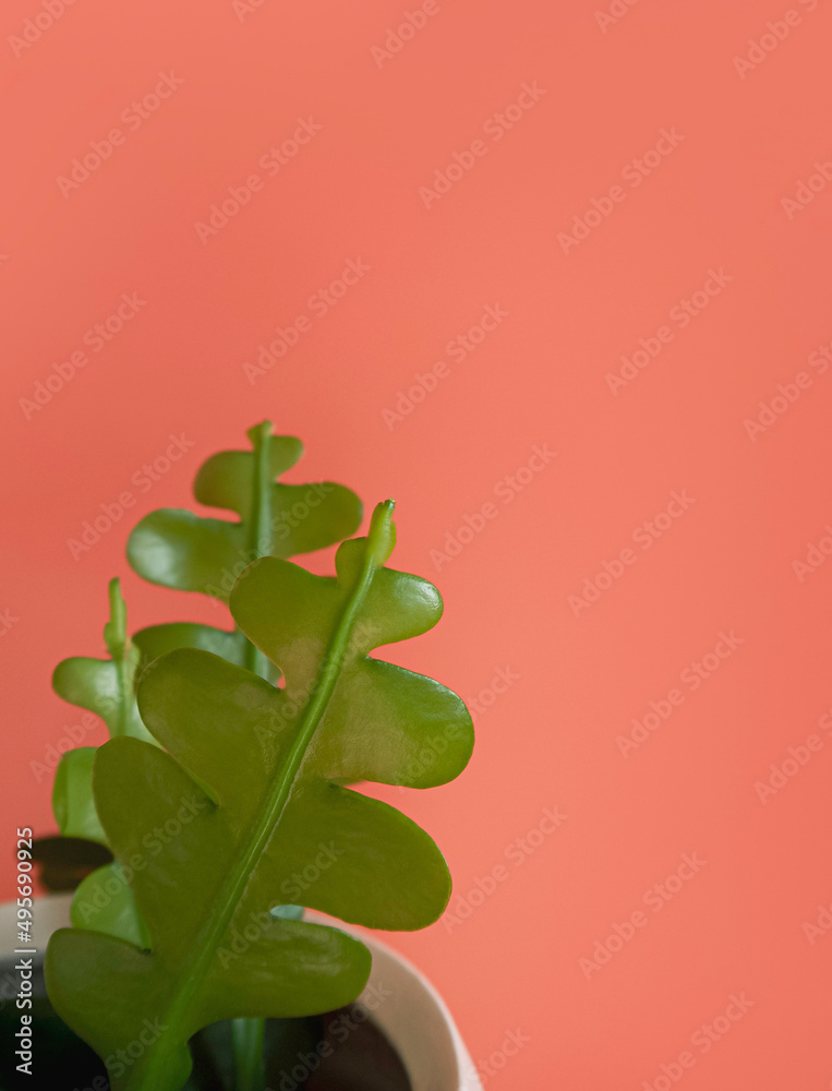 Closeup on the long, green, flat and wavy stems of the tropical Fishbone Cactus houseplant in white pot known as Zig Zag plant, Epiphyllum Anguliger). Isolated on a bright orange background, copyspace Closeup on the long, green, flat and wavy stems of the tropical Fishbone Cactus houseplant in white pot known as Zig Zag plant, Epiphyllum Anguliger). Isolated on a bright orange background, copyspace