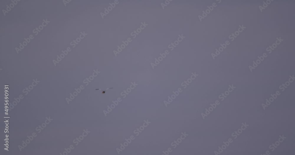 Large white and black bird flies away against gray sky, Tambopata National Reserve. Large white and black bird flies away against gray sky, Tambopata National Reserve.