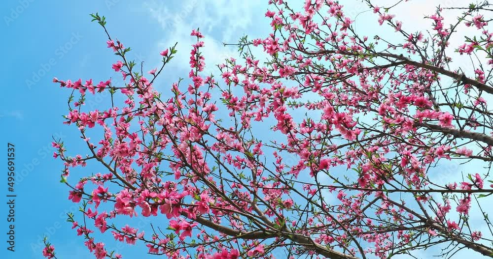 Pink peach flower blossoms in spring season. Beautiful flowers and blue sky landscape.