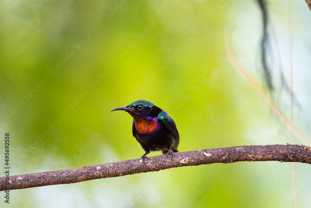 Fototapeta premium Copper - throated Sunbird