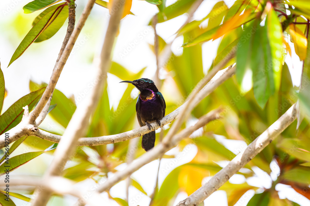 Fototapeta premium Copper - throated Sunbird