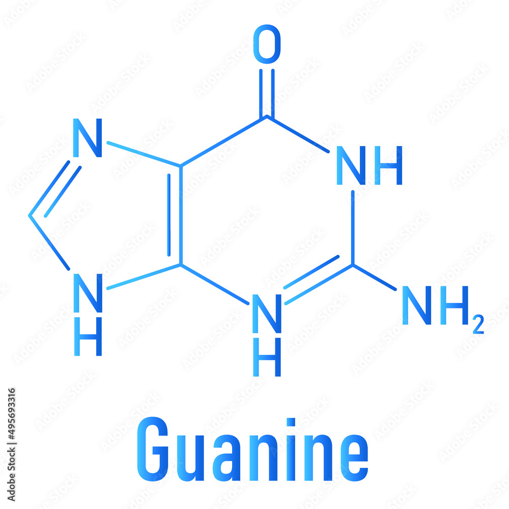 Guanine (G) purine nucleobase molecule. Base present in DNA and RNA. Skeletal formula. Guanine (G) purine nucleobase molecule. Base present in DNA and RNA. Skeletal formula.