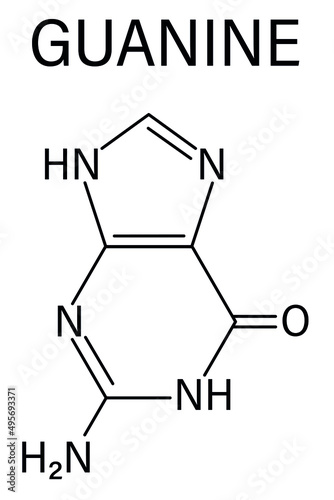 Guanine (G) purine nucleobase molecule. Base present in DNA and RNA. Skeletal formula.
