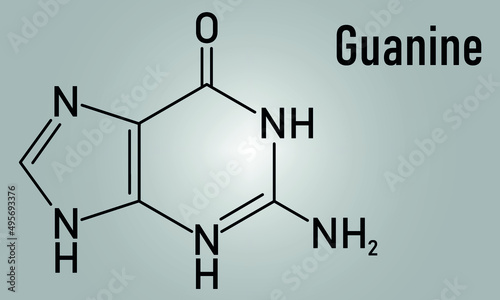 Guanine (G) purine nucleobase molecule. Base present in DNA and RNA. Skeletal formula.