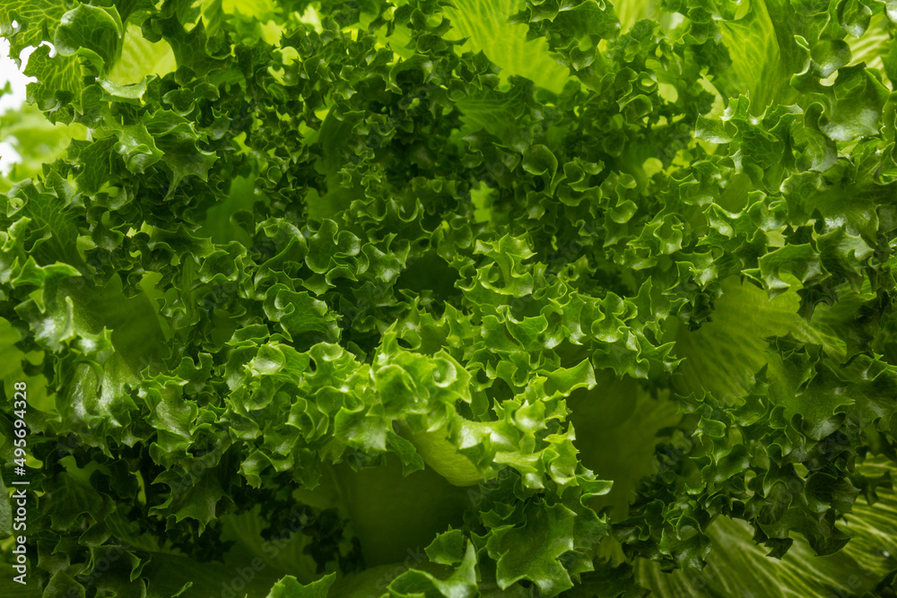 Close em folhas verdes e frescas de alface. Close em folhas verdes e frescas de alface.