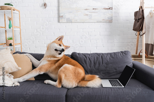 akita inu dog sitting on sofa near laptop in modern living room.
