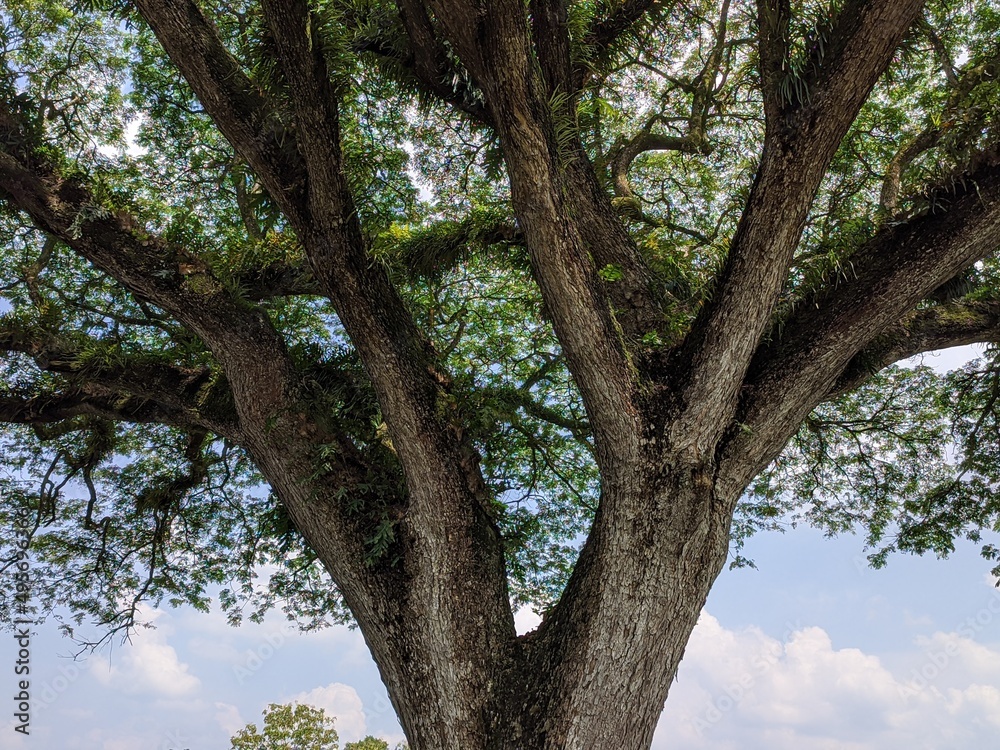 trees in the park