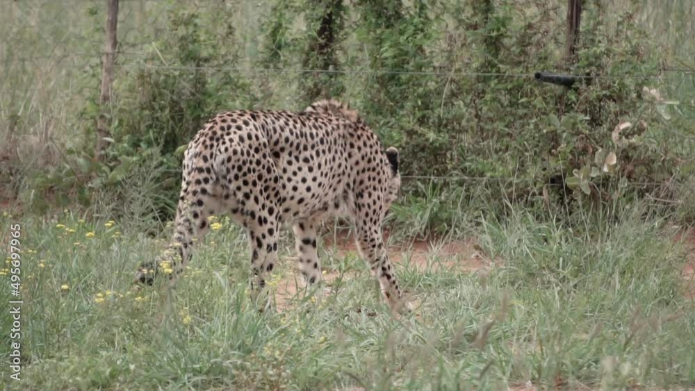 cheetah in captivity. Slow motion cheetah in captivity. Slow motion