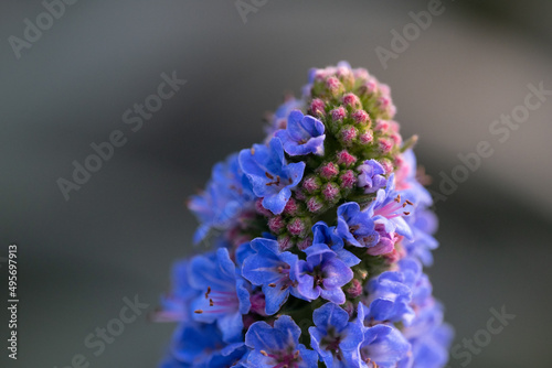 Macro shot of a blooming echium candicans photo