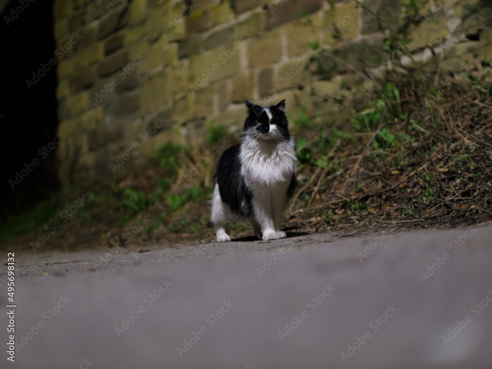Cat stops and looks at you Cat stops and looks at you