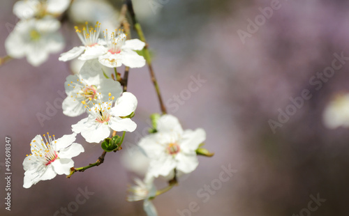 cherry tree flowers © predrag