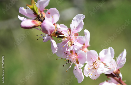 tree blossom © predrag