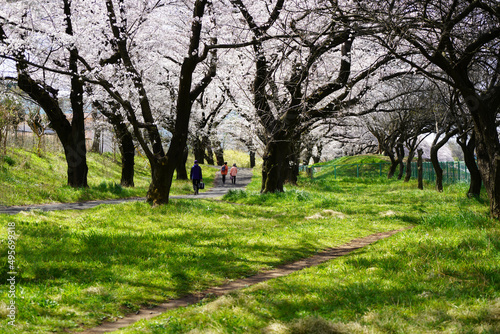 桜並木を歩く人々