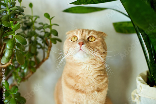 Wallpaper Mural Ginger cat sitting near a green potted house plants pots at home, Growing indoor plants, beautiful animal, love pets.. Torontodigital.ca