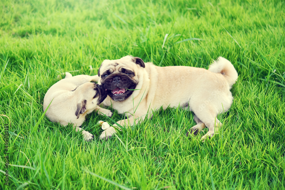 Cute puppy brown Pug with mother playing together in green lawn