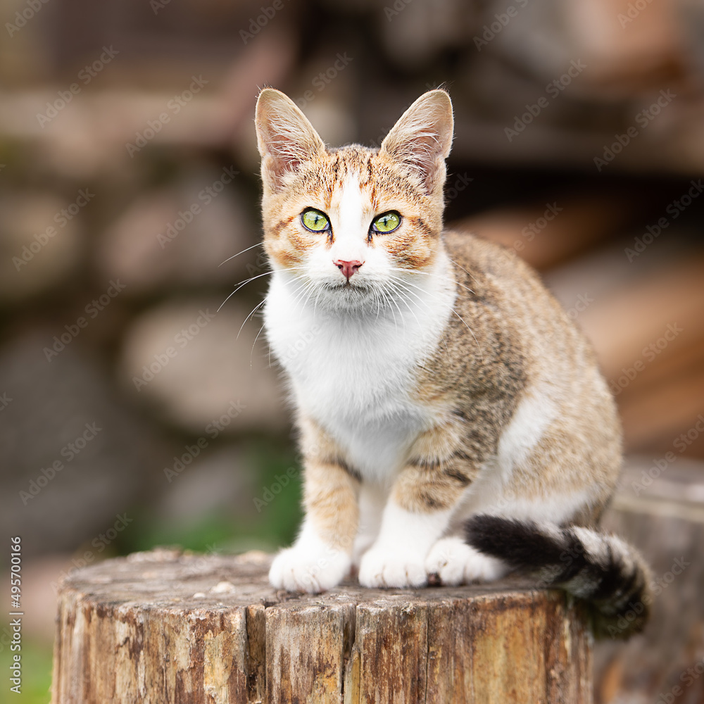 Cat on the fence, farm animal Cat on the fence, farm animal