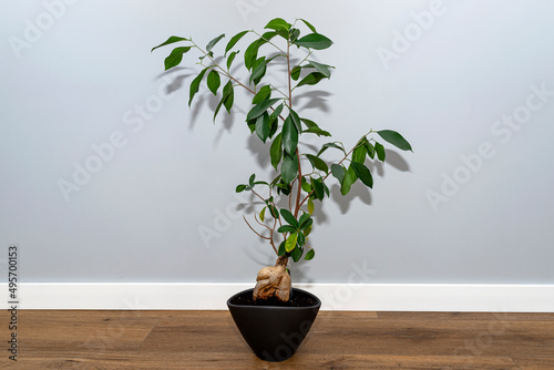 A beautiful  large bonsai tree in a black pot with liquid flower conditioner  standing on vinyl panels.