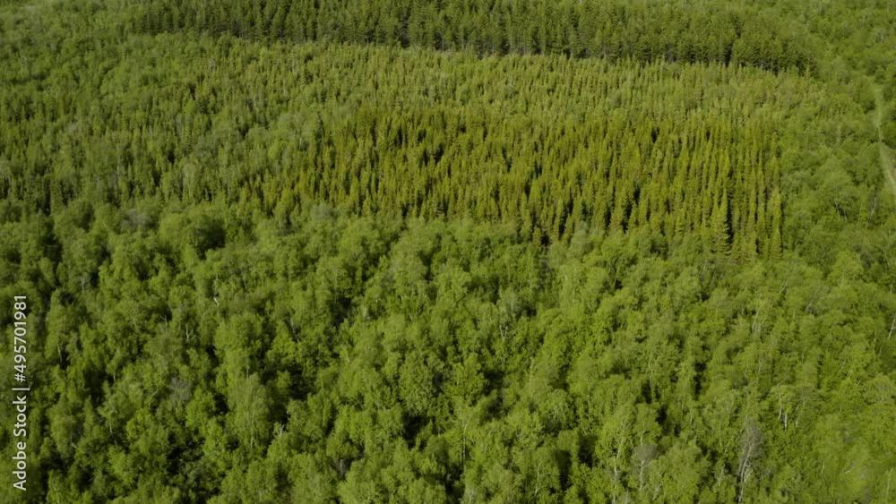 AERIAL - Birch woodland in Vaglaskogur Forest, Iceland, forward pan right
