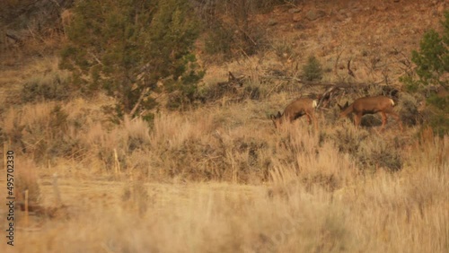 A family of deer approach a small pond, looking for food and water. Colorado, Tall Grasses. photo