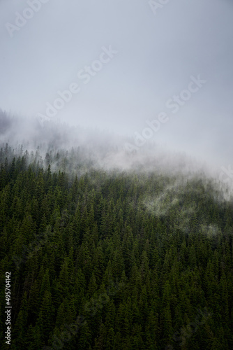 Beautiful ukrainian nature. Old and misty pine forest during rainy day. Carpathian Mountains  Ukraine