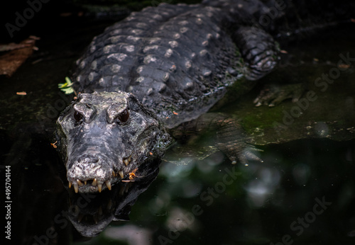 Closeup shot of a crocodile swimming in a river
