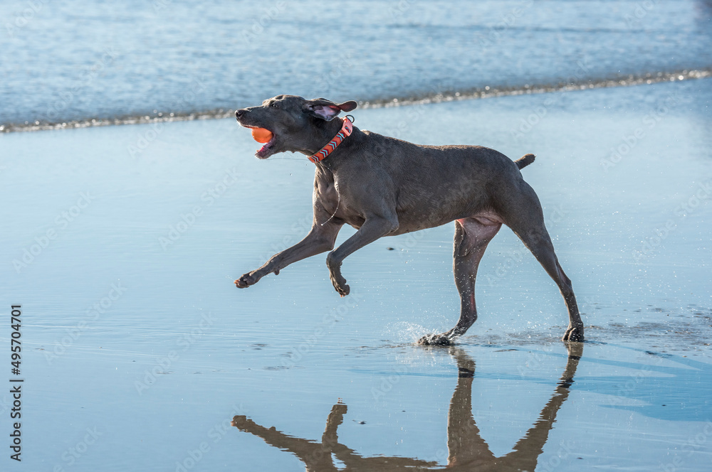Weimaraner dog runs with ball in ocean surf Weimaraner dog runs with ball in ocean surf