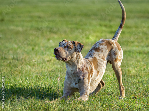 Tablou canvas 18 month male Catahoula leopard hound dog play bows on grass lawn