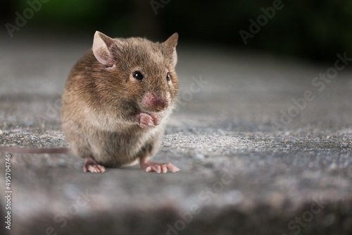 A cute little rat stands in street or park.