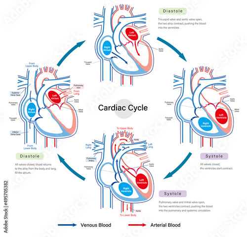 Cardiac cycle vector illustration best for medical websites, brochures, and flyers, educational materials. Heart anatomy diagram explaining blood flow in the human heart.