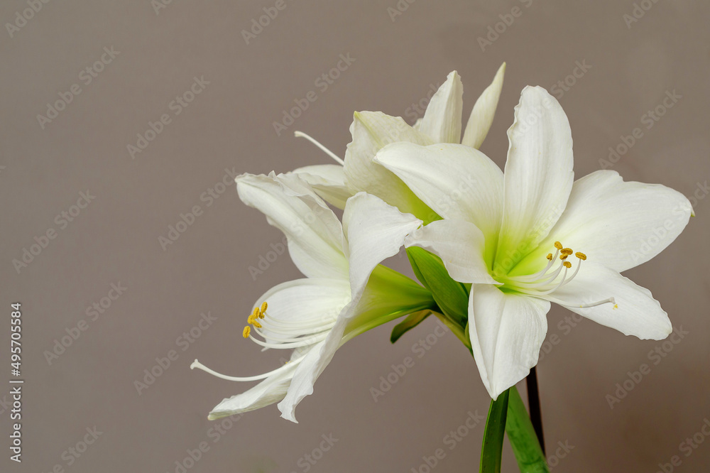 Fototapeta premium Flowers of white lilies on a gray background. Elegant bouquet for a gift.