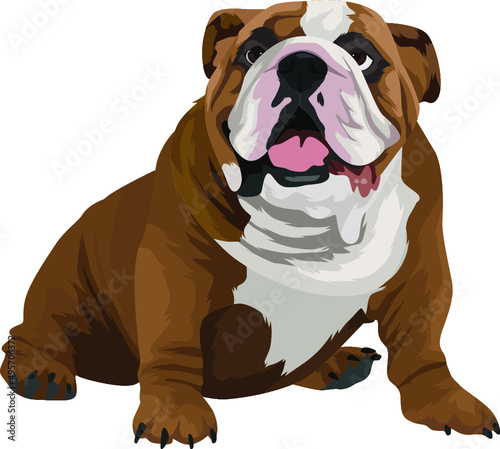 english bulldog puppy isolated on white