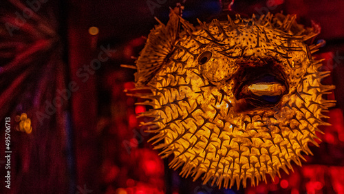Closeup shot of an illuminated pufferfish lamp