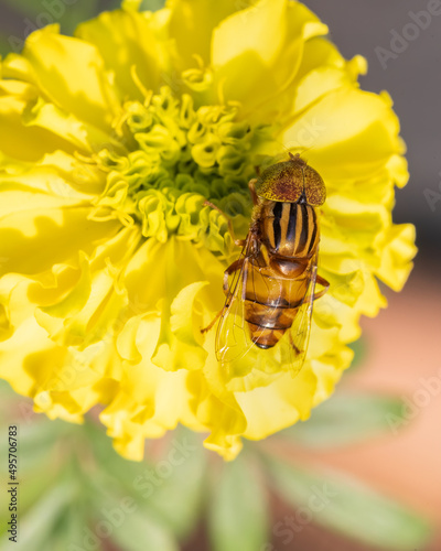 Closeup shot of an Eristalinus megacephalus fly sitting on a marigold flower sucking nectar photo