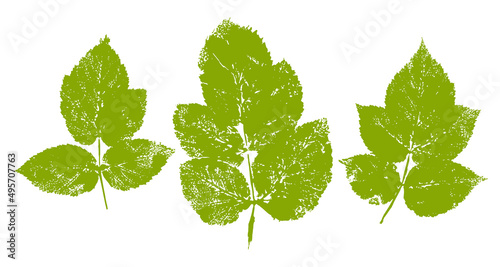 Set of raspberries leaves paint print isolated on white