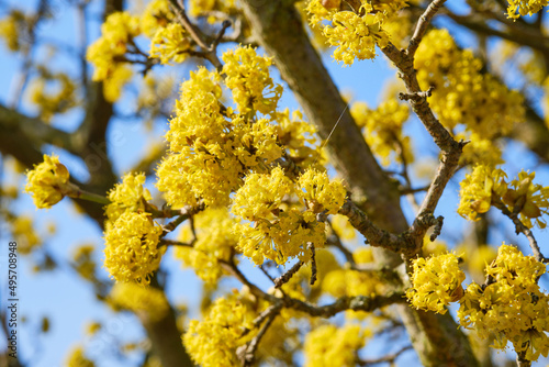 Cornelian cherry dogwood detail photo