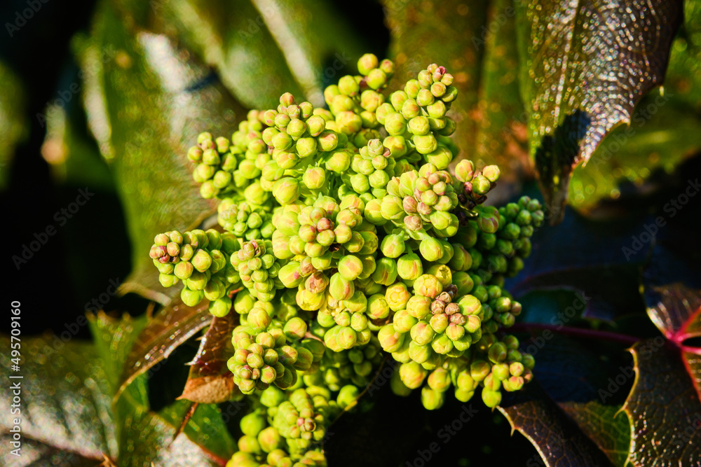 Mahonia aquifolium detail in Spring Mahonia aquifolium detail in Spring