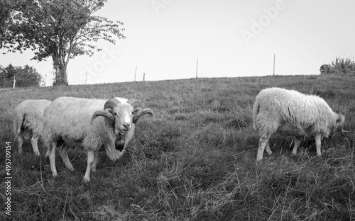 sheep in a meadow in switzerland, black and white.