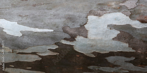 close-up of Eucalyptus (Eucalyptus globulus) tree trunk. wooden background. Panoramic view