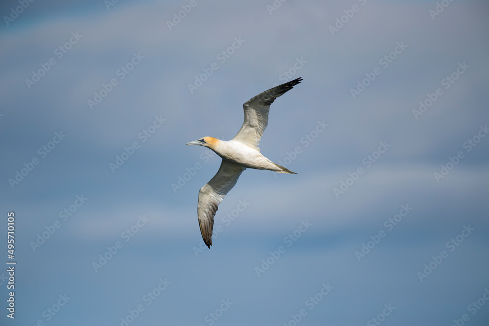 Gannet juvenile flying, close up, in front of a blue sky in Scotland in the summer time Gannet juvenile flying, close up, in front of a blue sky in Scotland in the summer time