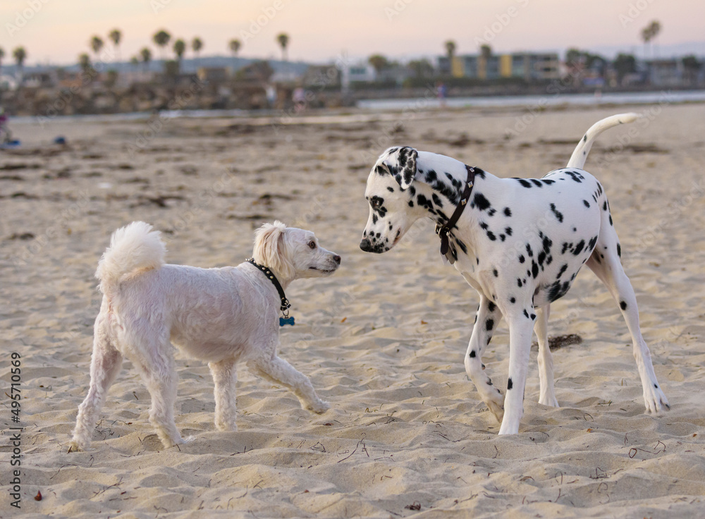 Dalmation dog greets another dog at Ocean Beach, CA shoreline Dalmation dog greets another dog at Ocean Beach, CA shoreline